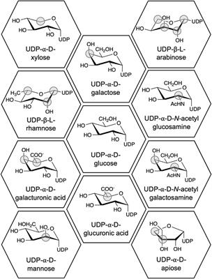 The sugar donor specificity of plant family 1 glycosyltransferases